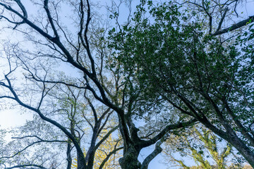 Obraz premium 秋空を仰ぐ木々