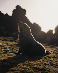 A wild seal basking in the warm evening sun