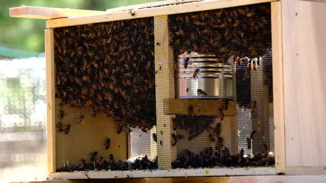 Slow motion of bees crawling around queen inside delivery cage or meshed box placed on tree stump in sunny warm place before transferring them into new beehive
