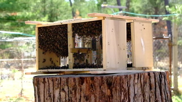 Slow motion of new family of hone bees enclosed in delivery cage or meshed box placed on tree stump in sunny warm place waiting to be transferred into new beehive