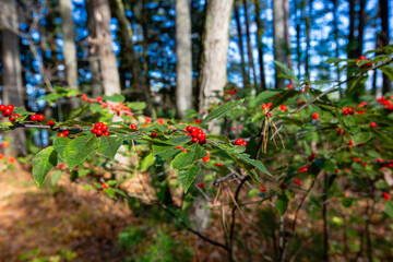Winterberry (Ilex verticillata) in a Wisconsin forest with a blue sky