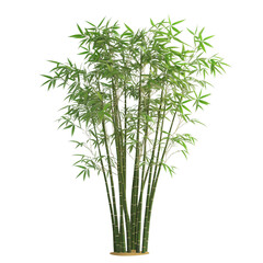 Lush Green Bamboo Plant, Isolated White Background, Natural Foliage transparent background