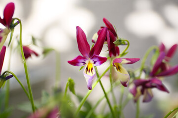 purple bunny ears viola in bloom