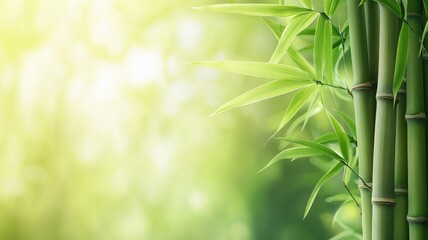 Fototapeta premium Green bamboo stems and leaves with blurred natural background
