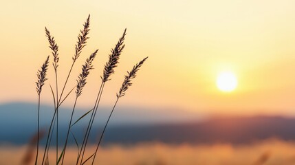 Fototapeta premium A serene sunset illuminates tall grasses, casting a warm glow over a tranquil landscape, evoking peace and natural beauty.