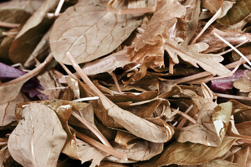 茶色のベビーリーフ