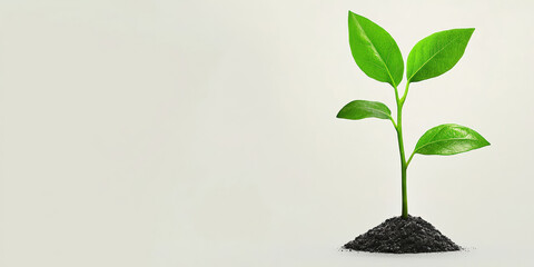 A small green plant sprouting from dark soil, symbolizing growth and new beginnings against a light background.