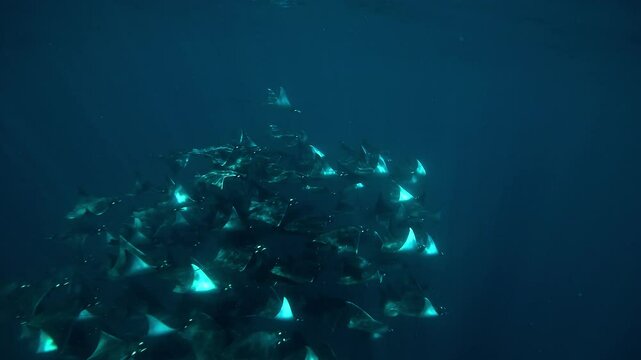 A medium shot of a school of Mobula rays swimming in Mexican waters. Check my portfolio for more Mobula ray footage.