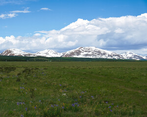 alpine meadow in the mountains