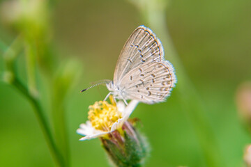 Beautiful little butterfly with brown wings on leaves and flowers