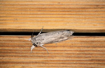 Close-up of Leopard Moth (Endoxyla edwardsorum) at night, South Australia