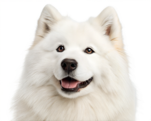 Cute white Samoyed dog portrait looking at camera isolated on white background. White Samoyed headshot on white