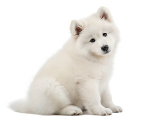 Obraz premium Cute white Samoyed puppy isolated on white background. White Samoyed puppy sitting and looking at camera on white