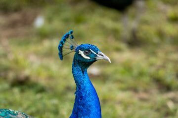 A beautiful peacock at the zoo with its tail fully spread, showcasing vibrant colors and intricate patterns. The setting highlights its elegance in a natural environment