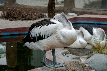 A pelican swimming and playing in the water at the zoo, showcasing its large beak and graceful movements. The lively scene captures the bird playful nature in a natural habitat