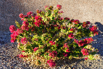 Xeriscaped ground with ornamental shrub of crimson red Bougainvillea in Autumn