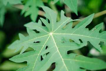 , slowed Alzheimer's progression, healthy digestion, and cancer prevention.Papaya fruit is juicy...