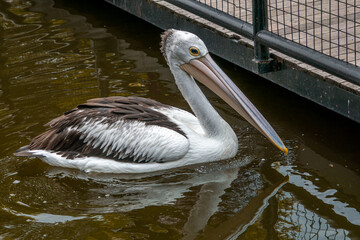 A pelican swimming and playing in the water at the zoo, showcasing its large beak and graceful movements. The lively scene captures the bird playful nature in a natural habitat