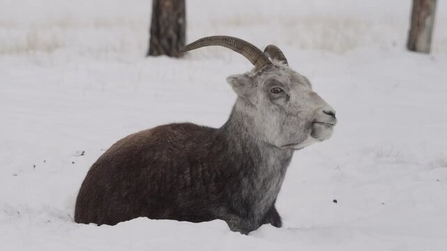 Female Dall Sheep Lying Down Over Snow In Yukon, Canada, Close-up Shot
