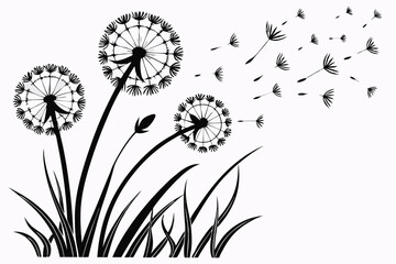 Dandelion flowers flying  grungy Chalk stroke effect  White Background H