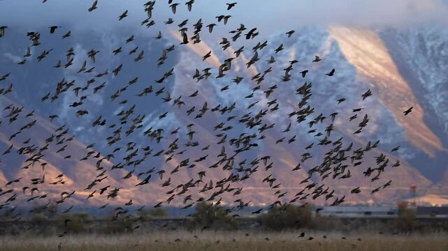 Blackbirds flying against snow capped mountains in Utah during sunset.