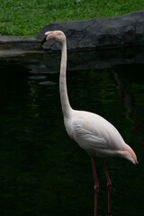 A flamingo standing gracefully by the pond at the zoo, showcasing its elegant pink feathers and unique posture. The bird adds a touch of beauty to the natural setting
