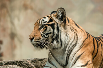 Fototapeta premium A Sumatran tiger resting peacefully at the zoo, showing its beautiful orange coat and black stripes. The majestic predator enjoys a moment of calm in its natural habitat