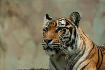 A Sumatran tiger resting peacefully at the zoo, showing its beautiful orange coat and black stripes. The majestic predator enjoys a moment of calm in its natural habitat