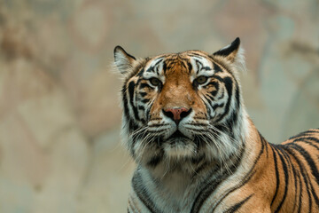 Fototapeta premium A Sumatran tiger resting peacefully at the zoo, showing its beautiful orange coat and black stripes. The majestic predator enjoys a moment of calm in its natural habitat