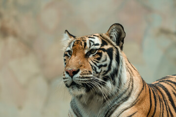 A Sumatran tiger resting peacefully at the zoo, showing its beautiful orange coat and black stripes. The majestic predator enjoys a moment of calm in its natural habitat