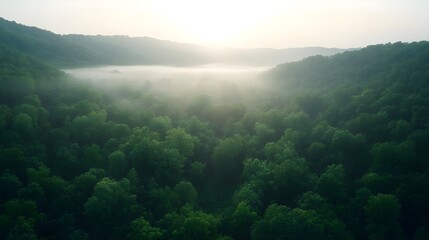 Obraz premium Misty Mountain Forest Sunrise