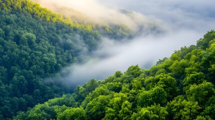 Obraz premium Misty Mountain Forest Sunrise