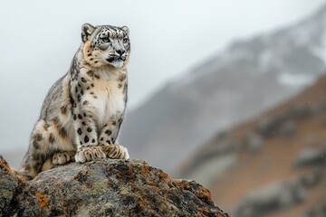 Fototapeta premium A snow leopard sits on a rocky outcrop, with a mountainous backdrop. The animal looks out across the landscape, with a sense of alertness and awareness.