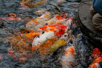 A group of colorful koi fish gathered in a pond, eagerly being fed. Their vibrant colors create a...