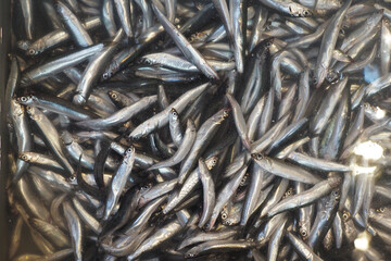 Fresh Anchovies, Perfectly Chilled in Ice for Sale in the Seafood Market and Beyond