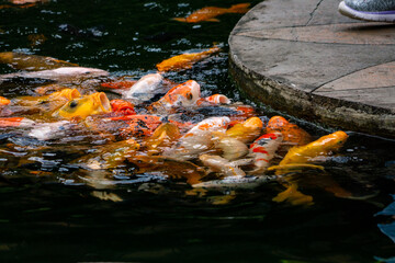A group of colorful koi fish gathered in a pond, eagerly being fed. Their vibrant colors create a...
