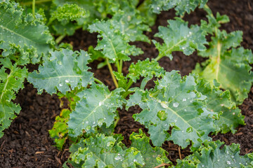 Kale (Curly Kale or Scottish Kale) in the Organic Vegetable Garden