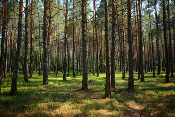 Fototapeta premium Sun-dappled pine forest floor, tall trees. Perfect for nature, tranquility, or woodland themes.