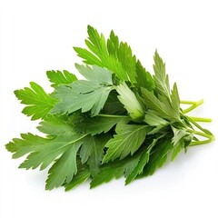 Fototapeta premium Fresh Green Parsley Sprigs Isolated On White Background