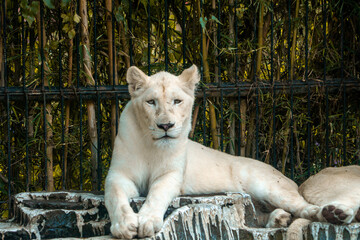 A white lion lounging on a rock in a zoo, enjoying a peaceful moment. Its majestic mane and calm...