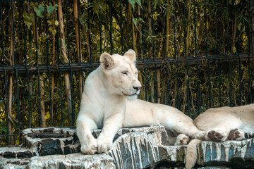 A white lion lounging on a rock in a zoo, enjoying a peaceful moment. Its majestic mane and calm demeanor add to the beauty of the zoo's natural environment