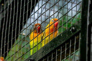A colorful love bird perched on a tree branch in a zoo, enjoying its natural habitat. The vibrant plumage of the bird stands out against the green backdrop of the zoo