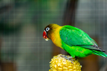 A colorful love bird perched on a tree branch in a zoo, enjoying its natural habitat. The vibrant plumage of the bird stands out against the green backdrop of the zoo