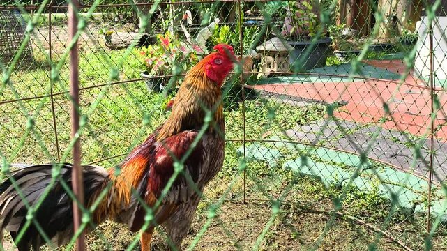 Thai cock in cage, out door Chiangmai Thailand.