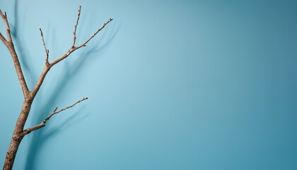 Fototapeta premium Minimalistic abstract gentle light blue background for product presentation with light and intricate shadow from tree branches on wall 8745