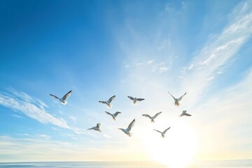 Flock of Seagulls Soaring in the Sky at Sunset Background