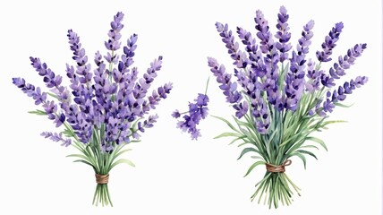 Obraz premium lavender flowers are shown in a row on a white background