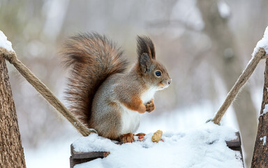 Obraz premium hungry red squirrel sitting on a feeding trough in the park.