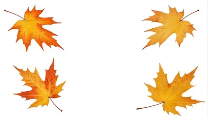 Obraz premium four different types of leaves are shown on a white background