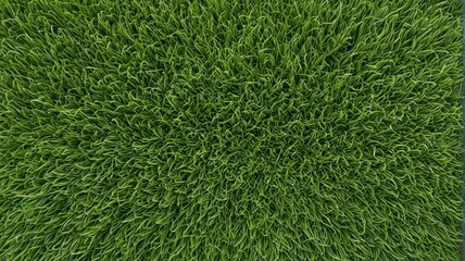 a close up of a green grass cushion with a black background